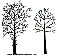 Tegning af træ før og efter beskæring